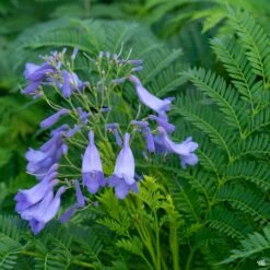 Bonsai Blue Jacaranda | Monrovia
