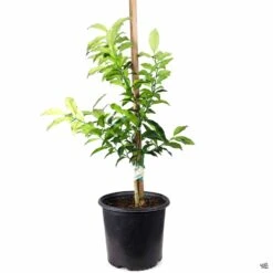 Kumquat 'Nagami', Semi-Dwarf -Plant Sales Shop Kumquat Nagami 3gal 286570c4 ffb8 4e7d b256 528139062c91