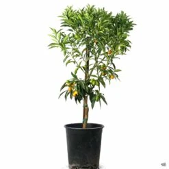 Kumquat 'Nagami', Semi-Dwarf -Plant Sales Shop Kumquat Nagami 5gal 5be69975 a064 480c b6ae b59fa491df66