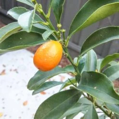 Plant Sales Shop -Plant Sales Shop Kumquat Nagami Dwarf
