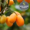 Kumquat 'Nagami', Semi-Dwarf