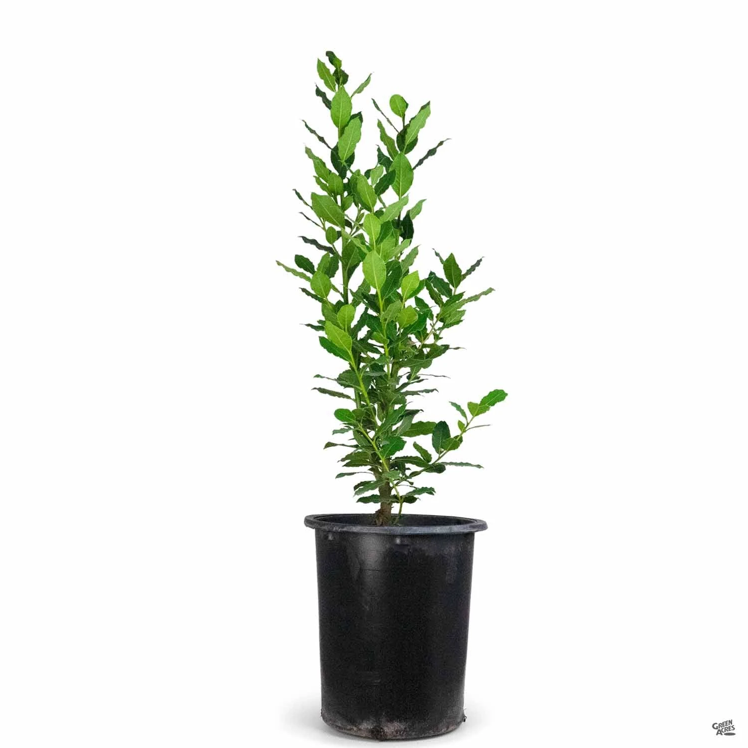 Sweet Bay 2 Sweet Bay - Image 2