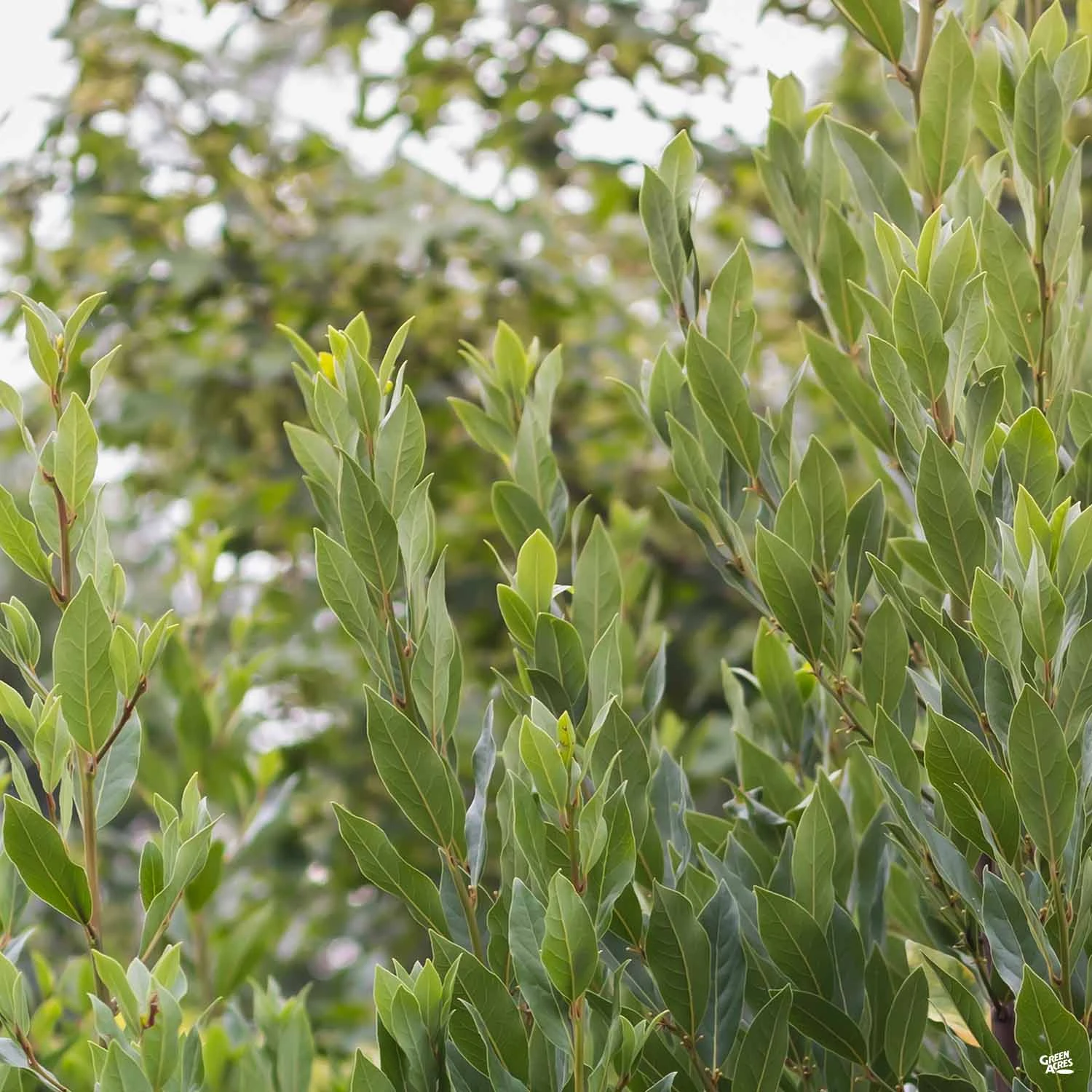 Sweet Bay 1 Sweet Bay