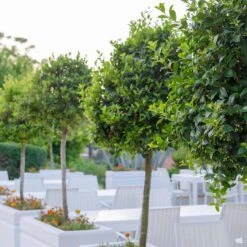 Bay Laurel Standard Trunk