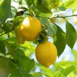Lemon 'Eureka', Standard