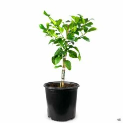 Lemon 'Eureka', Semi-Dwarf -Plant Sales Shop Lemon Eureka 3gal f9a49a6a 2eb6 4f7c bc69 d62c7d46f029