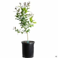 Plant Sales Shop -Plant Sales Shop Lemon Eureka 5gal