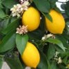 Lemon 'Improved Meyer', Standard