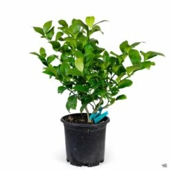 Lemon 'Improved Meyer', Semi-Dwarf 9 Lemon 'Improved Meyer', Semi-Dwarf -Plant Sales Shop Lemon Meyer 1gal 89e51731 7bf7 4986 9cf3 639d6f2e0aee