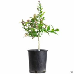 Plant Sales Shop -Plant Sales Shop Lemon Meyer 5gal