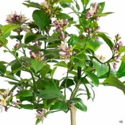 Lemon 'Improved Meyer', Semi-Dwarf 8 Lemon 'Improved Meyer', Semi-Dwarf -Plant Sales Shop Lemon Meyer Blooms