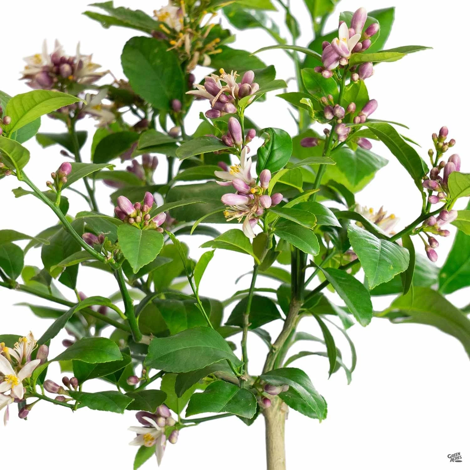 Lemon 'Improved Meyer', Semi-Dwarf 3 Lemon 'Improved Meyer', Semi-Dwarf - Image 3