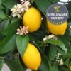 Lemon 'Improved Meyer', Semi-Dwarf