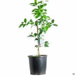 Lime 'Bearss', Semi-Dwarf -Plant Sales Shop Lime Bearss 3gal 96fdbc15 62d2 4c50 83cc 4a1058edfc88