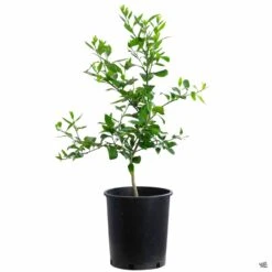 Lime 'Bearss', Semi-Dwarf -Plant Sales Shop Lime Bearss 5gal b2316fa3 7e55 411c a5b4 178be08fa46e