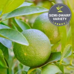 Lime 'Bearss', Semi-Dwarf