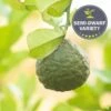 Lime 'Thai Kieffer', Semi-Dwarf