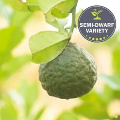 Lime 'Thai Kieffer', Semi-Dwarf