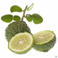 Plant Sales Shop -Plant Sales Shop Lime KiefferThai Fruit