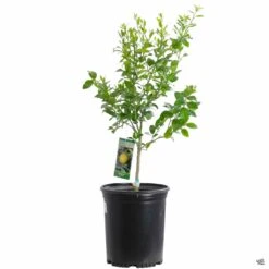 Lime 'Mexican Key', Semi-Dwarf -Plant Sales Shop Lime MexicanKey 5gal 9093f636 f9db 4263 b149 792980dc7c71