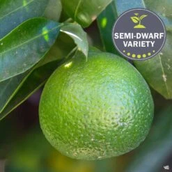 Lime 'Mexican Key', Semi-Dwarf