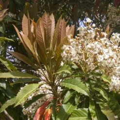 Bronze Loquat Multi-Trunk -Plant Sales Shop Loquat EriobotryaDeflexa Blooms ad545dff 73bb 468e b605 2340116c0b32
