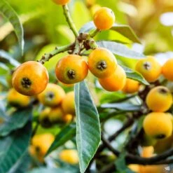 Fruiting Loquat 'Big Jim'