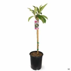 Fruiting Loquat 'Big Jim' -Plant Sales Shop Loquat EriobotryaJaponica BigJim 5gal