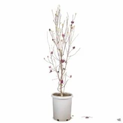 Tulip Magnolia 'Genie' -Plant Sales Shop Magnolia Genie 15gal d94edc7d 8ec6 423b 8dbb 26261a86641c