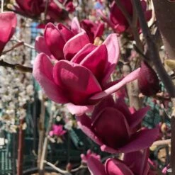 Tulip Magnolia 'Genie' -Plant Sales Shop Magnolia Genie Buds Rocklin