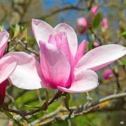 Magnolia 'Jane'