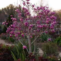 Purple Lily Magnolia -Plant Sales Shop Magnolia Nigra PurpleLilyMagnolia4 a16ecc36 34b8 4b50 85ce 3006a4fc02f5