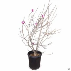 Tulip Magnolia -Plant Sales Shop Magnolia TulipMagnolia 15gal b9f183cd dc7b 48d2 a3d7 160ea94c14a2