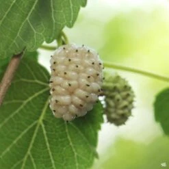 Fruiting Mulberry 'White'