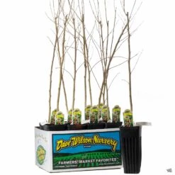 Mulberry Assorted 4" Sleeve