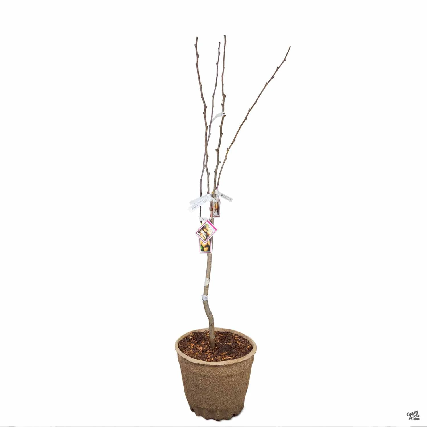 Asian Pear Multi-Graft Combo 2 Asian Pear Multi-Graft Combo - Image 2