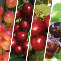 Cherry Multi-Graft Combo #3