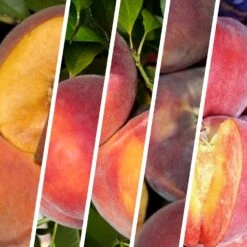 Peach Multi-Graft Combo