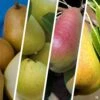 Pear Multi-Graft Combo #2