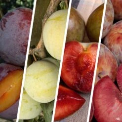 Pluot Multi-Graft Combo #2