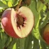 Nectarine 'Arctic Jay'