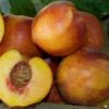 Nectarine 'Double Delight'