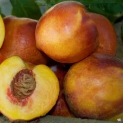 Nectarine 'Double Delight'