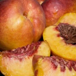 Nectarine 'Fantasia'