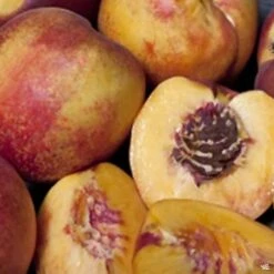 Nectarine 'Flavortop'