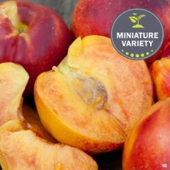 Nectarine 'Necta Zee', Miniature