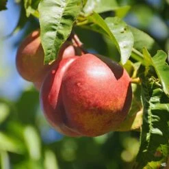 Nectarine 'Smooth Texan One'