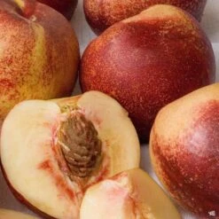 Nectarine 'Snow Queen'