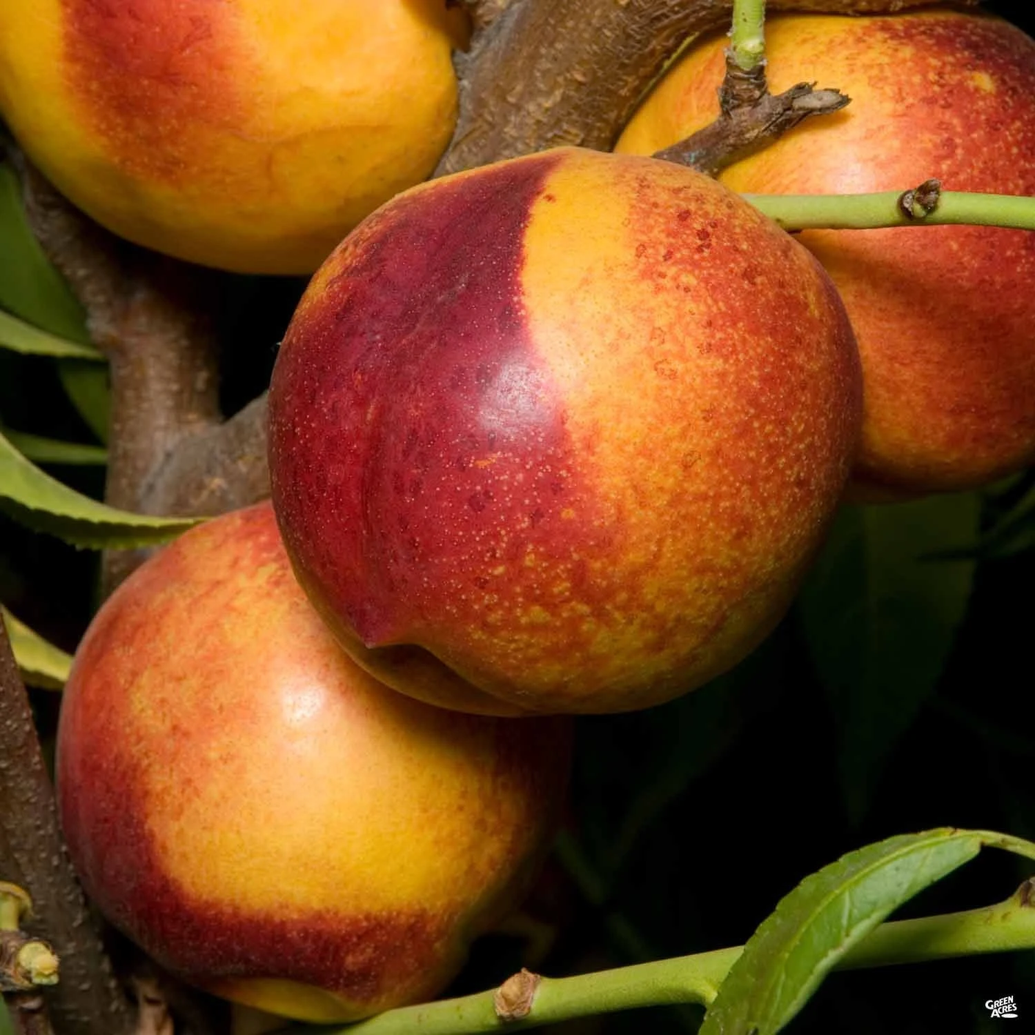 Nectarine 'Zee Glow' 1 Nectarine 'Zee Glow'