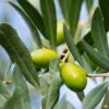 Olive 'Coratina'